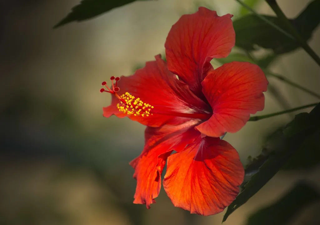 Properties of Hibiscus 