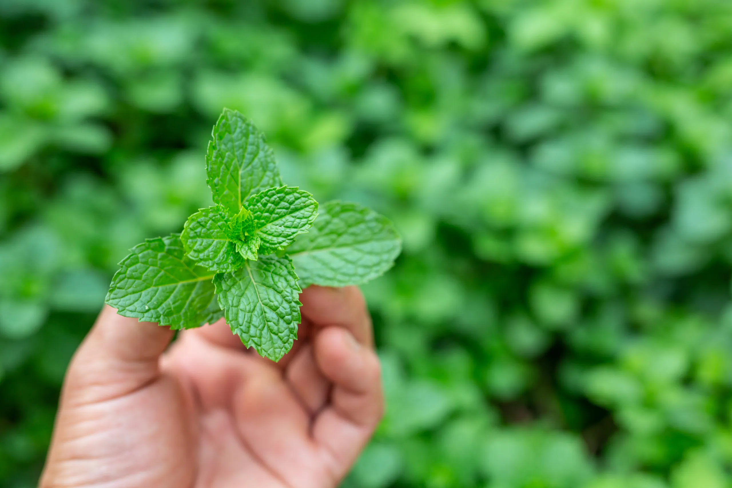 Peppermint Oil for Hair