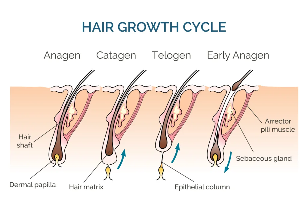Hair Growth Cycle 