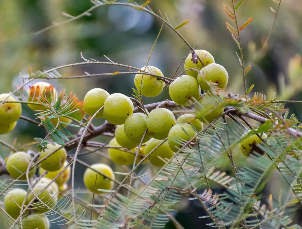 Amla for Hair Fall